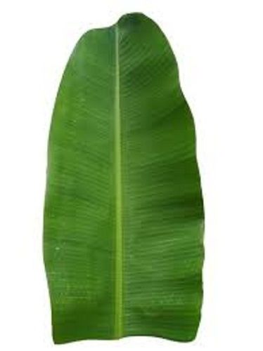 Traditional Use Fresh And Natural Green Banana Leaf