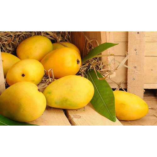 A Grade Indian Origin Sweet Tasty Yellow Natural Farm Fresh Mango
