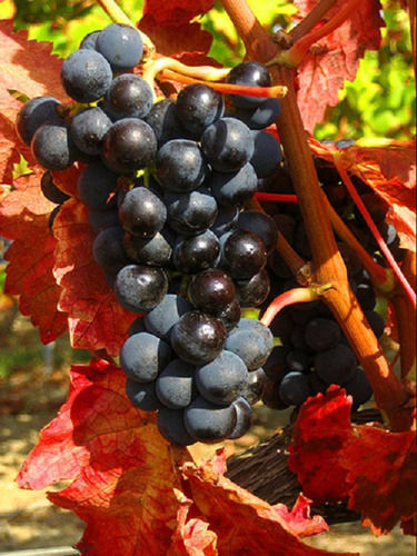 Black A Grade Sharad Seedless Grapes, Packaging Type: Carton, Packaging Size: 2 kg