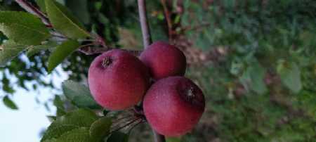 Organic apples 