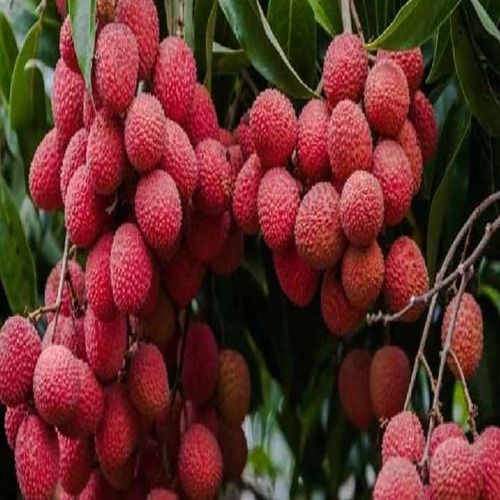 Pack Of 1 Kg Natural And Delicious Sweet Fresh Litchi Fruit