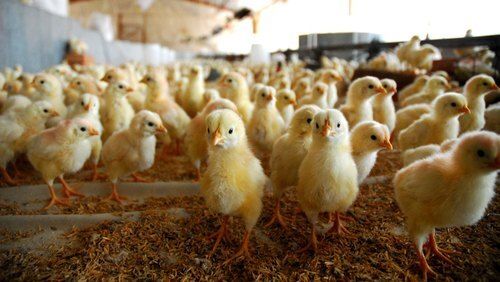 Kadaknath White Poultry Farm Chicks