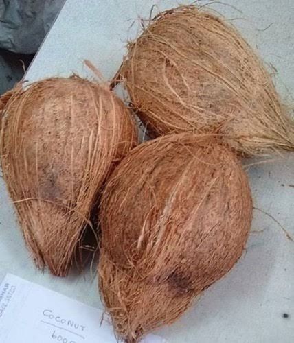 Brown Naturally Grown Antioxidants And Vitamins Enriched Healthy Farm A Grade Solid Fully Husked Coconut