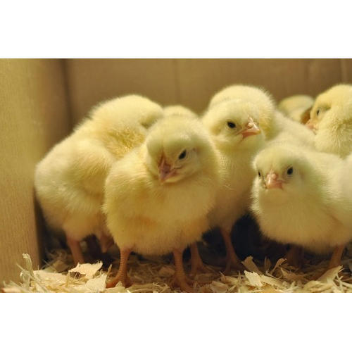 poultry farm chicks