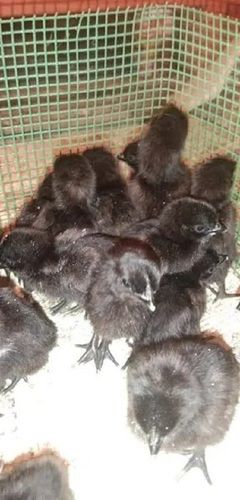 Black 1 Month Age Female Kadaknath Chicks Live Chicken, 200 Gram 