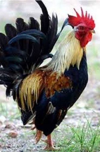 Black Live Country Chicken