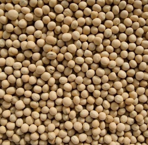 Fresh And White Pea Beans at Best Price in Akalkot | Samarth Traders