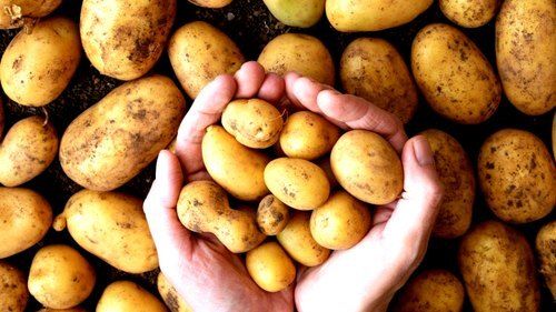 High In Protein And Fiber Hygienically Packed Round Shape Naturally Grown Farm Fresh Potato