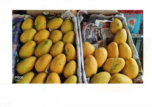 Yellow Rich In Magnesium, Potassium, Folate 100% Natural Fresh And Organic Mango Fruit