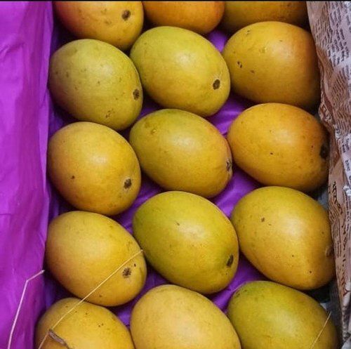 Sweet Delicious Taste A Grade Hygienically Packed Fresh Rich Yellow Mango