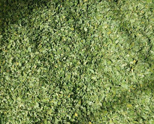 100 Percent Organic Green Moringa Dried Leaves Used For Medicine, 20 Kg  Grade: A