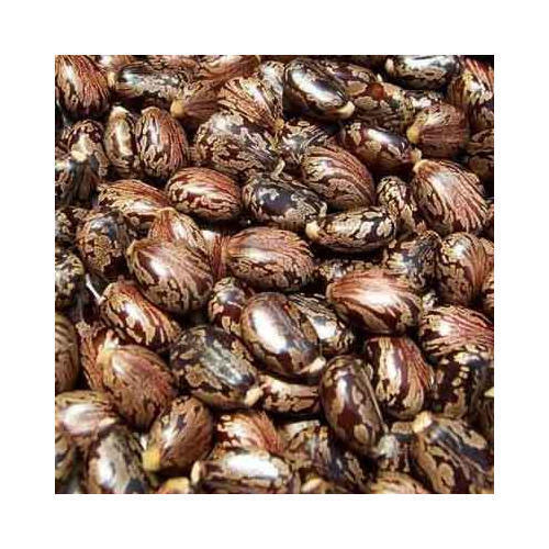 IndoHerbal Marini Castor Seeds 