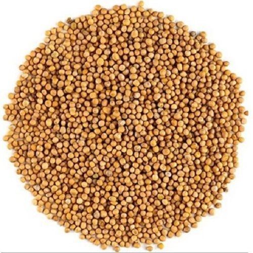 Organic 99% Pure 100 Gram Pack Yellow Mustard Seeds