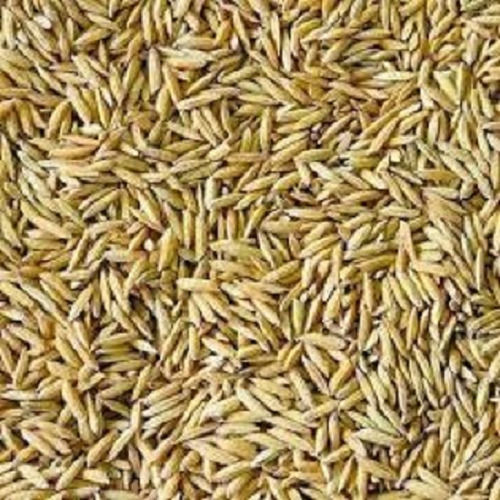 Organic And Fresh Paddy Naturally Grown Rice Seed 