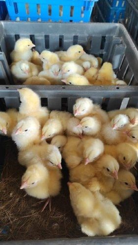 Vencobb Yellow Broiler Chicks Cobb 430, Packaging Type: Carton Box, Age: Day Old Ingredients: Chemicals