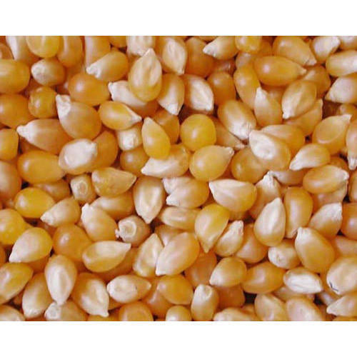 A Grade Yellow Energy Protein Vitamins Maize Cattle Feed 