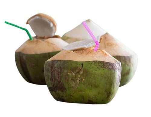 Naturally Grown Healthy Vitamins Minerals Rich And Farm Fresh A Grade Solid Natural Tender Coconut