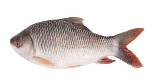 Fresh Rohu Fish For Restaurant Usage, 700 Gram To 1500 Gram Size