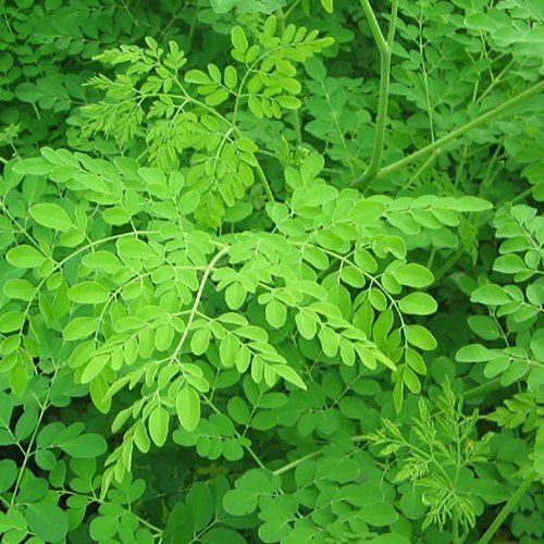 Farm Fresh Indian Origin And Naturally Grown Moringa Leaves