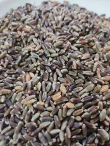 1 Kg 99.9% Pure Sunlight Drying Organic Black Wheat Seeds