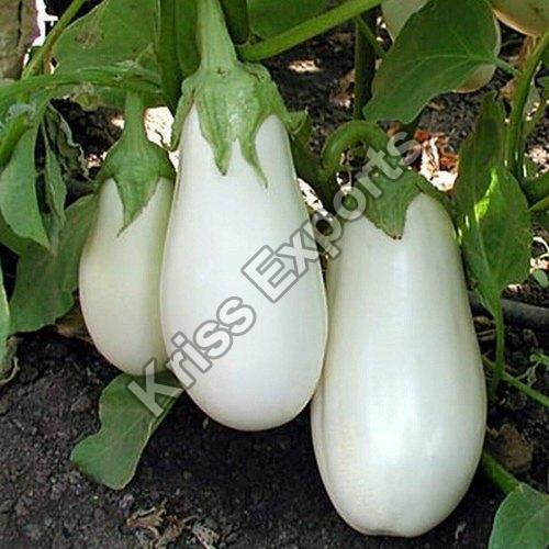 Chemical Free Healthy Delicious Natural Rich Fine Taste Organic White Fresh Brinjal