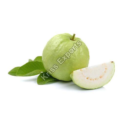 Fine Sweet Delicious Rich Natural Taste Healthy Green Organic Fresh Guava