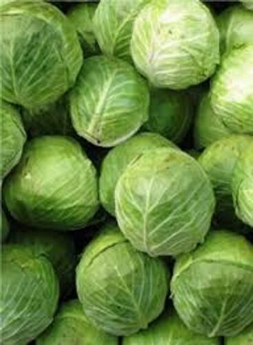 Naturally Grown Chemical Free Fresh And Healthy Whole Cabbage With Smooth And Dense Leafy Laye