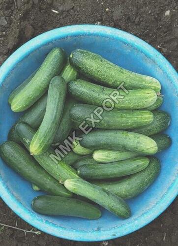 High fiber Chemical Free Healthy Natural Rich Taste Green Fresh Cucumber