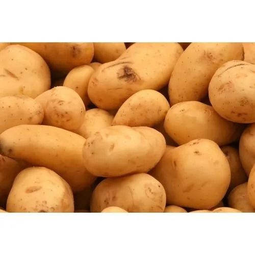 20 Kilogram Packaging Size Brown Oval Shape Natural And Pure Fresh Potato Moisture (%): 43.19%