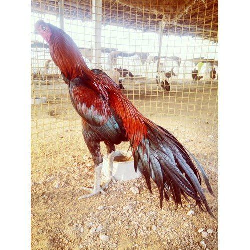 4 To 5 Kgs Aseel Breed Male Chicken