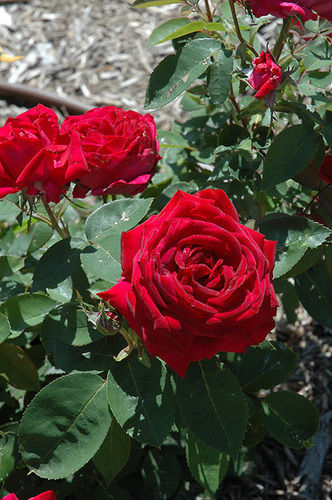Natural Fragrance Fresh Kashmiri Red Rose For Decoration And Gifting