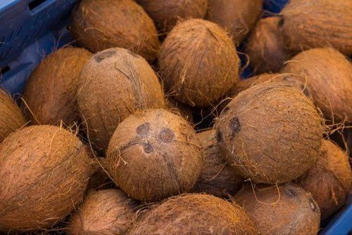 Brown Naturally Grown Minerals Rich Farm Fresh A Grade Solid Semi Husked Raw Coconut