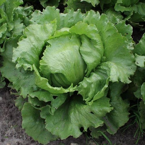 1 Kilogram Pack Of Green Natural And Fresh Lettuce For Cooking