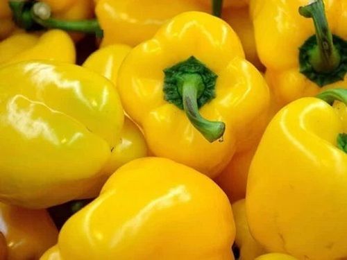 100 Percent Natural Yellow Colour A Grade Fresh Capsicum For Cooking, 1 Kg  Moisture (%): 10