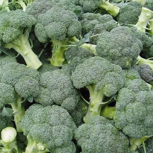 1 Kilogram Packaging Size Green A Grade Fresh Broccoli For Cooking