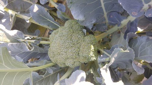 100% Pure Healthy Natural Farm Fresh Rich In Calcium Fiber Green Broccoli