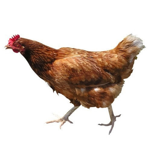 Brown Medium Size Protein And Fiber Strong Bones Live Country Chicken Gender: Both