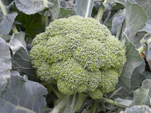 Rich In Protein Farm Fresh Tasty Vitamin And Calcium Green Broccoli