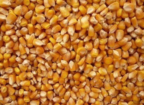 Yellow Carb Rich 100% Pure Healthy Natural Indian Origin Aromatic Rich Fiber Vitamins Naturally Maize