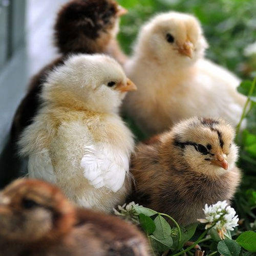 White  Aseel Country Chicks 