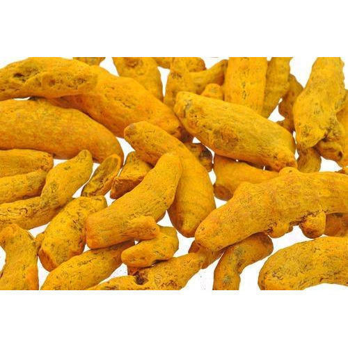 Yellow Aromatic And Flavourful Indian Origin Naturally Grown Fresh Turmeric Finger 