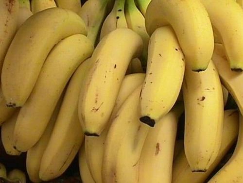 Easy To Digest Tasty And Healthy 100% Natural Fresh Yellow Cavendish Banana
