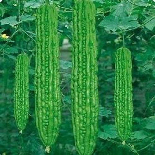 F1 Hybrid Food Grade Green Palee Bitter Gourd Seeds