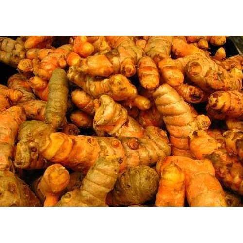 Flavorful Naturally Grown And Aromatic Raw Fresh Turmeric Root 