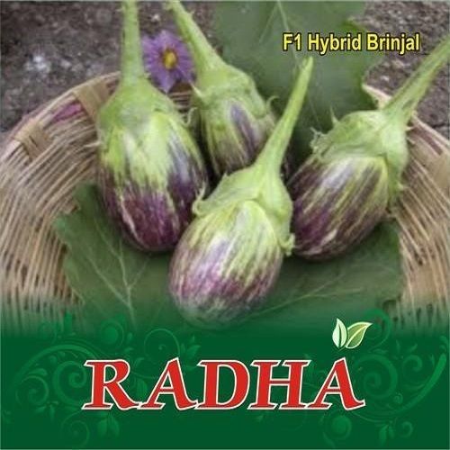 Radha F1 Hybrid Brinjal Seeds For Agriculture Purpose (10 Gram)