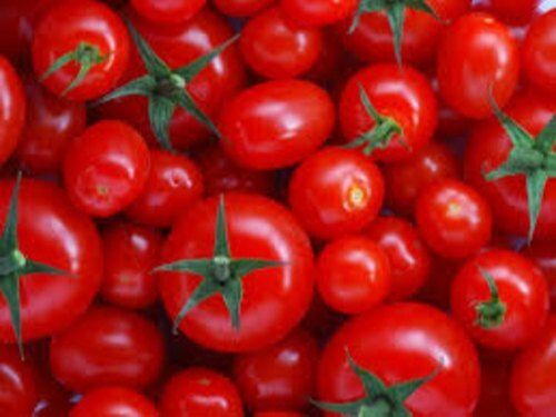 Rich In Potassium And Vitamins Healthy Juicy 100% Natural Fresh Red Tomatoes