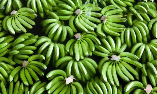 Tasty And Healthy Rich In Protein, Fibers Natural Green Cavendish Banana Fruit