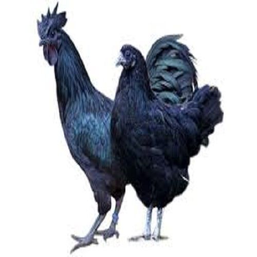 Black Blackish Kadaknath Fresh Kali Masi Chicken At Best Price In Kharagpur Manna Chicken 