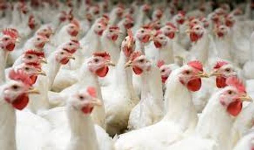 Farmi Farmed Fresh Big Size Premium Quality White, Brown And Light Red Color Healthy Live Chicken