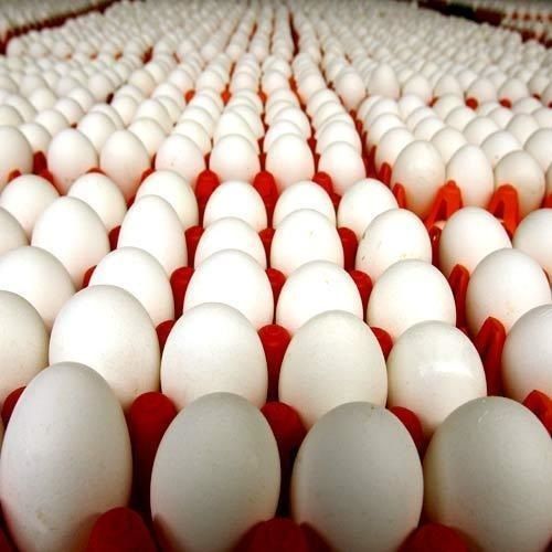 ताजा देसी सफेद अंडे